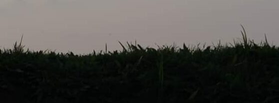rana_ahmed07
